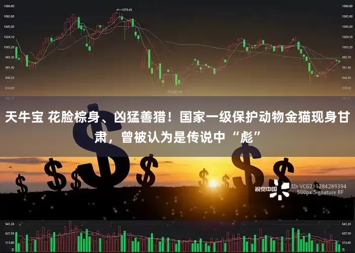 天牛宝 花脸棕身、凶猛善猎！国家一级保护动物金猫现身甘肃，曾被认为是传说中 “彪”